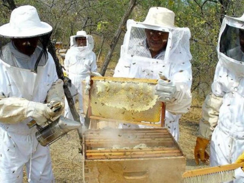 Destaca Chiapas en producción mielera