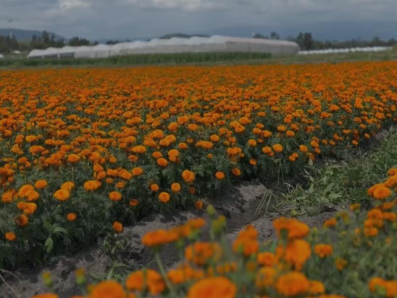 Destaca Tenango del Valle por producción y exportación de flor de muerto