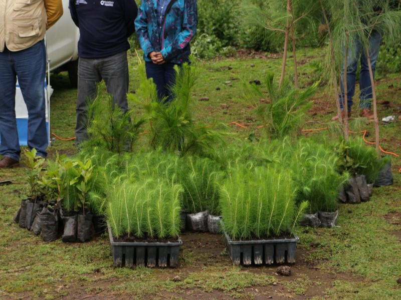 Destina SEDEA 55 mil árboles para Pinal de Amoles