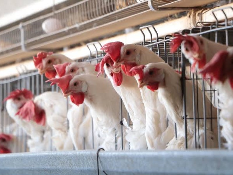 Destina SENASICA 85% de vacunas contra influenza aviar a Jalisco