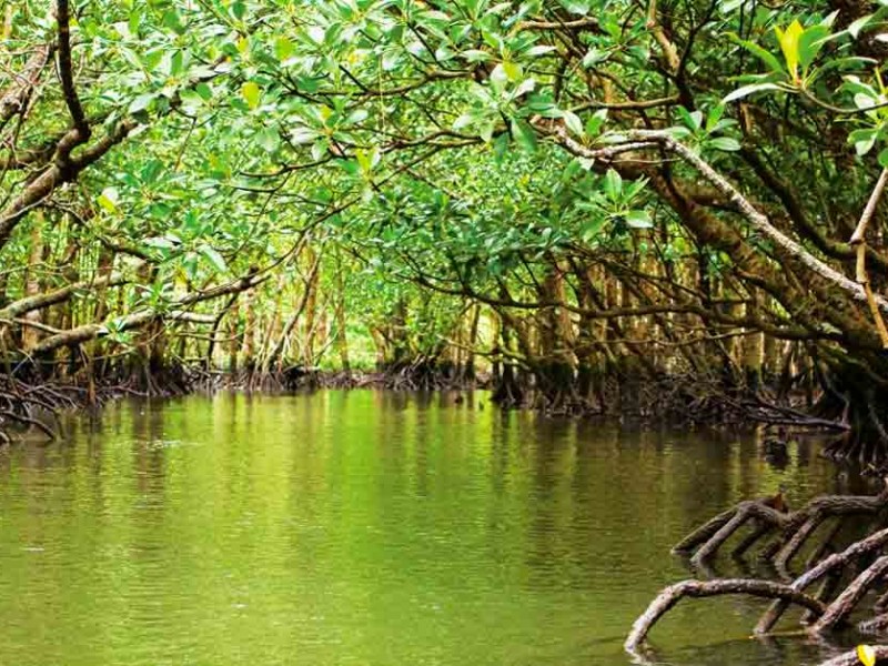 Destinan 13 millones para reforestación de manglares en Tuxpan