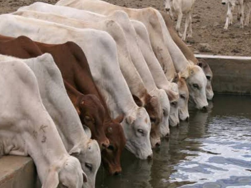 Destituyen a 95 inspectores ganaderos en Nayarit