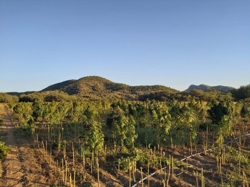 Destruye PESP y SEDENA plantío de marihuana en Magdalena