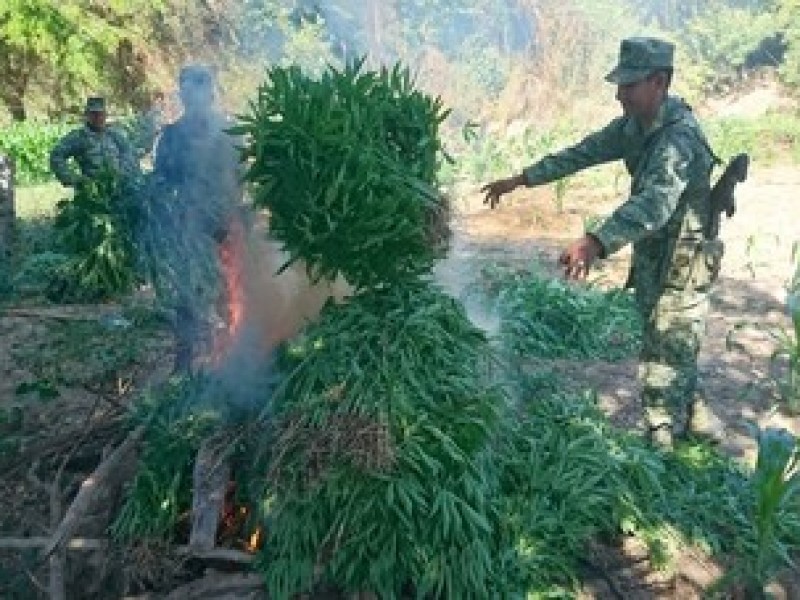 Destruye Sedena 9 plantíos de marihuana en Zacatecas