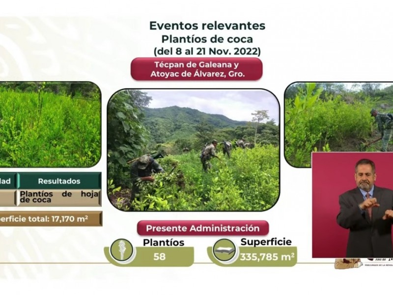 Destruyen 14 plantíos de coca en Técpan y Atoyac: Sedena
