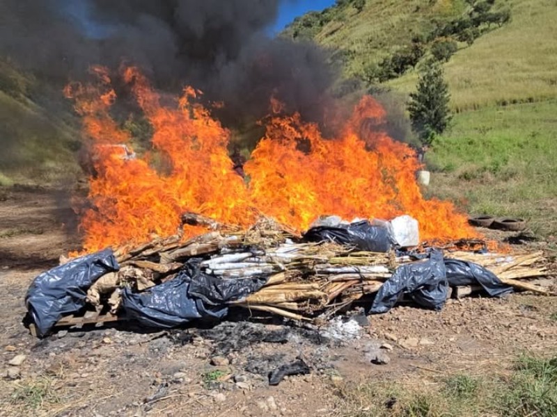 Destruyen más de 100 kilos de droga en Samao Nayarit