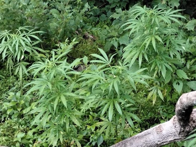 Destruyen más de dos mil plantas de marihuana en Ixtlahuacán