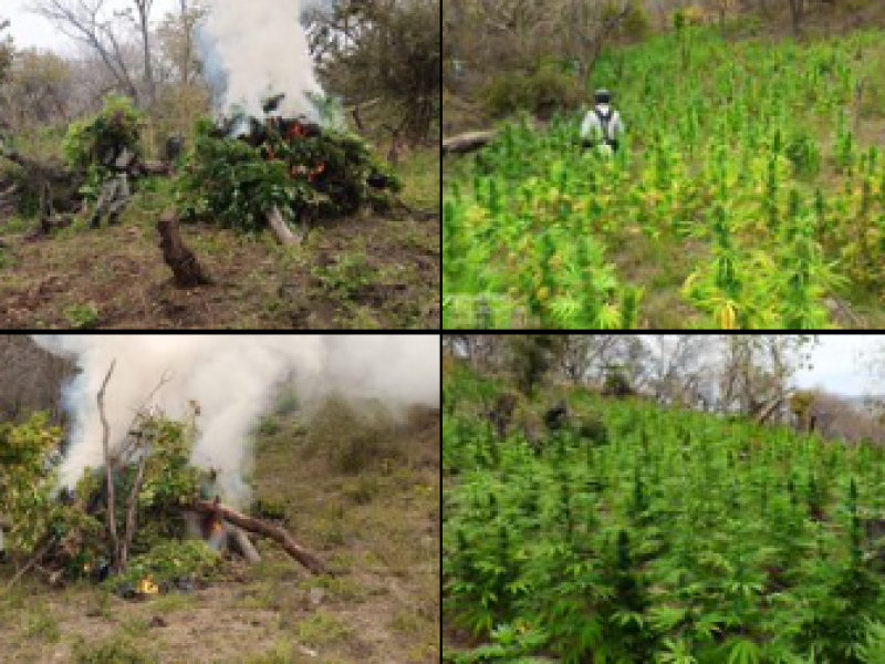 Destruyen más de dos mil plantas de marihuana en Jalisco