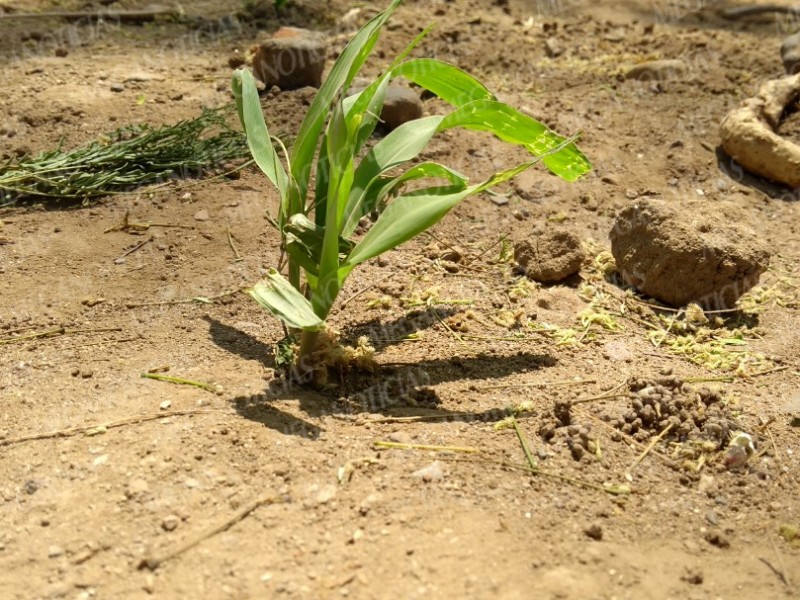 Destruyen plantas de la Escuela Campesina