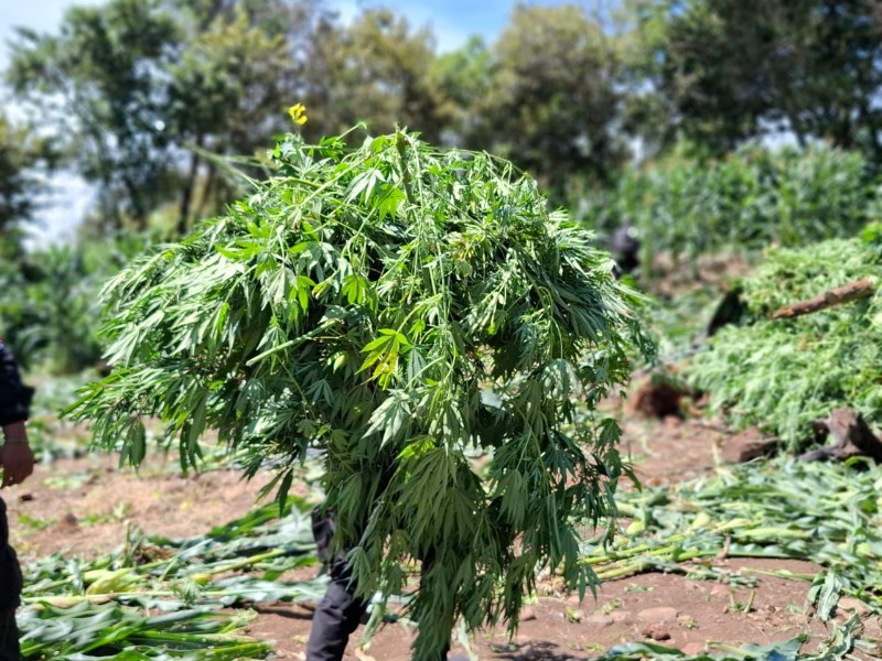 Destruyen plantío de marihuana en Tequila; vale 73.5 mdp