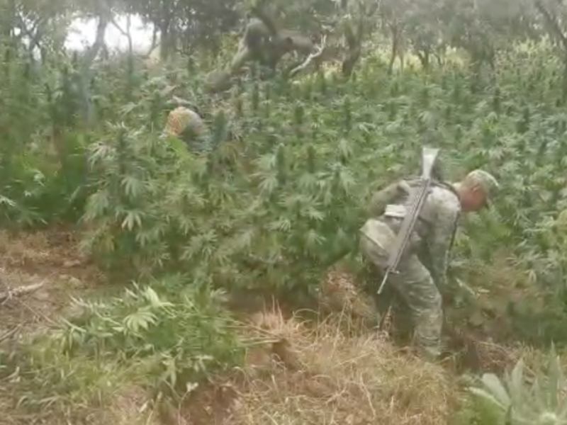 Destruyen plantío de marihuana en límites con Jalisco