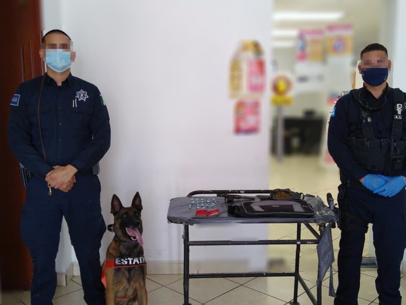 Detecta Policía Canina arma hechiza y droga en el Coloso