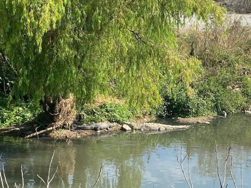 Detecta Protección Civil cuatro cocodrilos en el río Mololoa