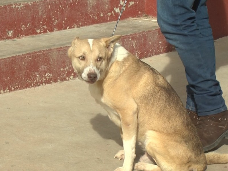 Detectan 1500 perros callejeros en la zona conurbada