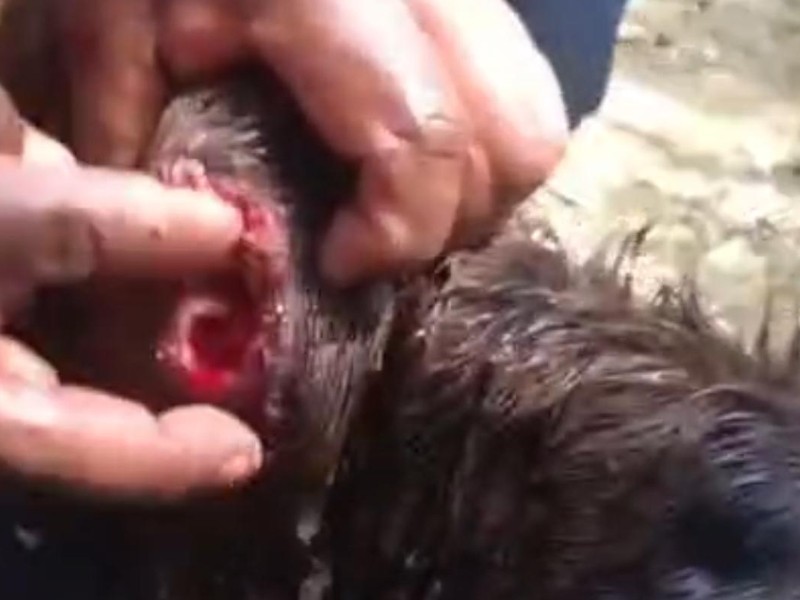 Detectan al gusano barrenador en Tlacotepec de Diaz