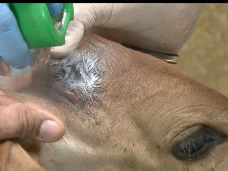 Detectan caso de gusano barrenador en caballo en el Istmo