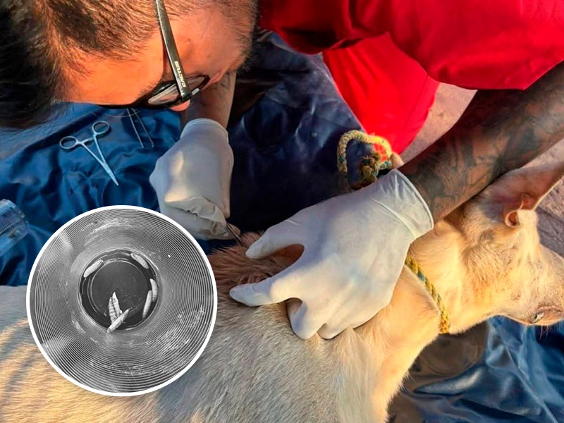 Detectan caso de gusano barrenador en perro de Las Choapas Detectan caso de gusano barrenador en perro de Las Choapas