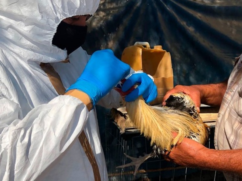 Detectan caso de influenza aviar en Huetamo
