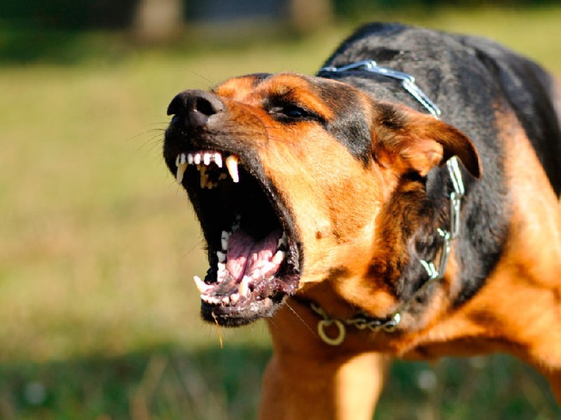 Detectan caso de rabia canina en Colima