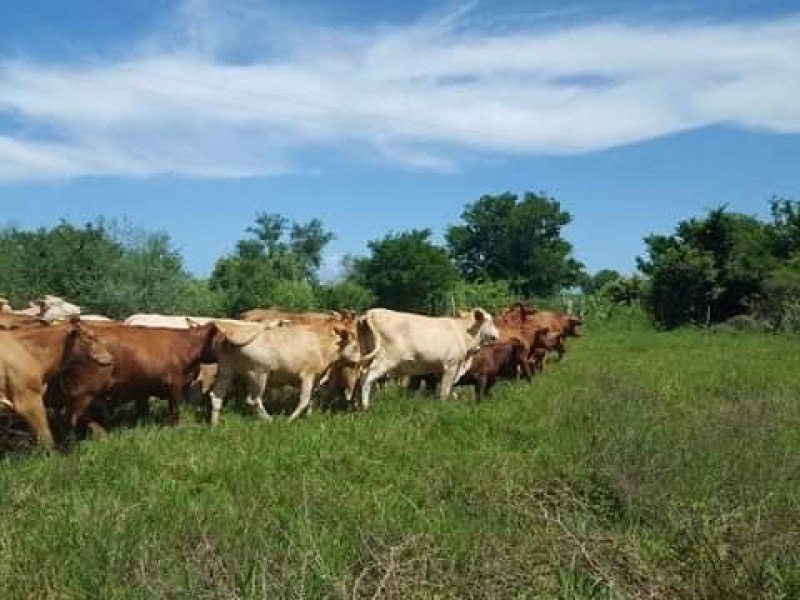 Detectan casos de tuberculosis bovina