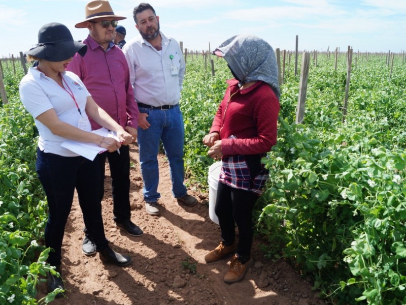 Detectan condiciones inhumanas en campo agrícola en Comondú