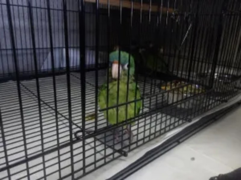 Detectan contrabando de aves en garita de San Diego.
