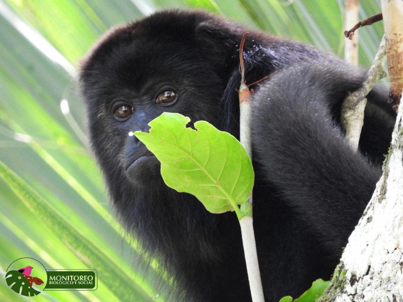 Detectan especies en extinción en Sistema Lagunar Catazajá