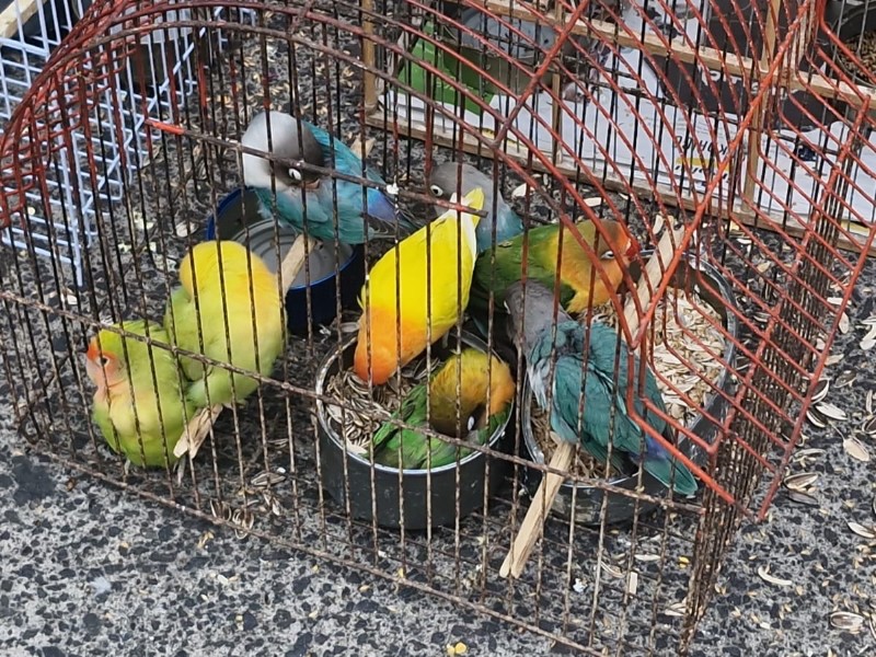 Detectan especies exóticas en tianguis de la Toluca