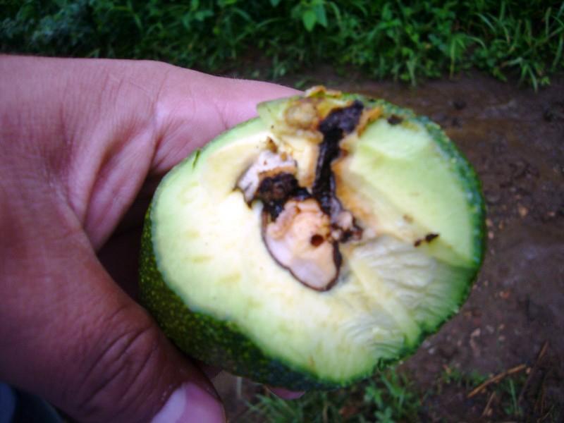 Detectan gusano barrenador en aguacate nayarita