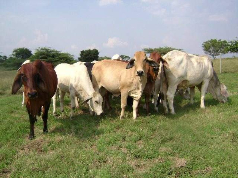Detectan gusano barrenador en Oaxaca; llaman a vigilar heridas animales
