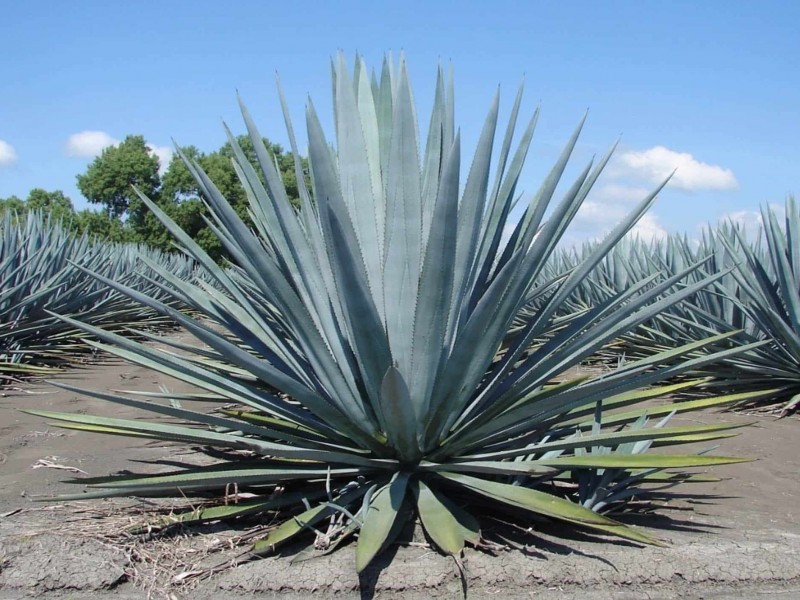 Detectan incremento de hectáreas de agave en Nayarit