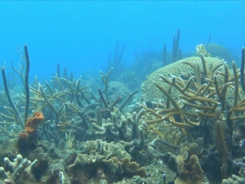 Detectan metales pesados en arrecifes de Veracruz