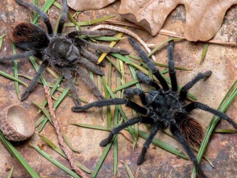 Detectan nueva especie de tarantula en desierto de Arizona