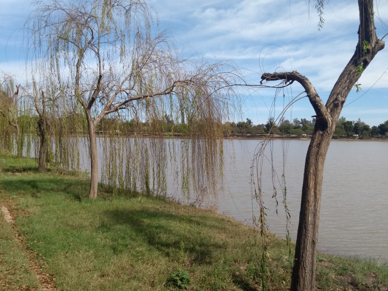 Detectan plagas en árboles de la Laguna