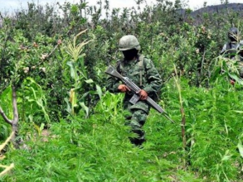 Detectan plantaciones de marihuana en zonas serranas