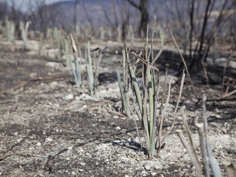 Detectan plantío de agave en predio incendiado de La Primavera