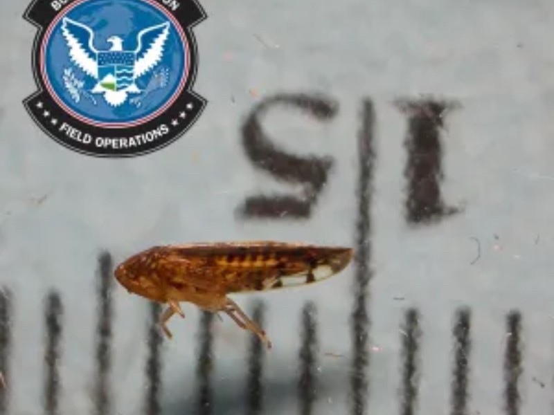 Detectan por primera vez al Osbornellus Salsus en la frontera