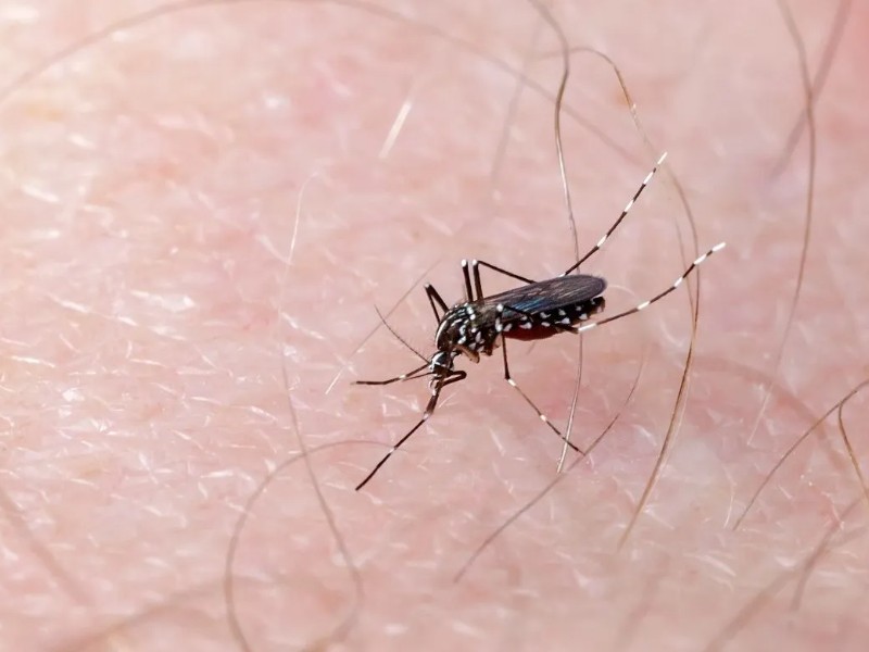 En alerta Navojoa, detectan moscos transmisores del dengue