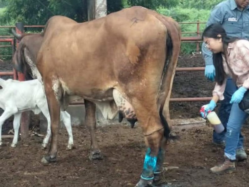 Detectan primer caso de gusano barrenador en Paso Reina Jamiltepec