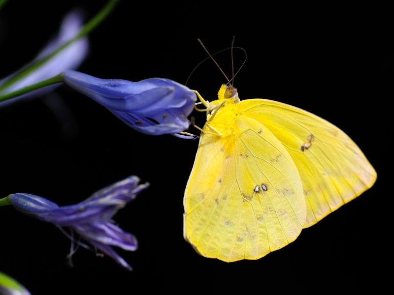 Detectan tres especies de mariposas en riesgo en Veracruz