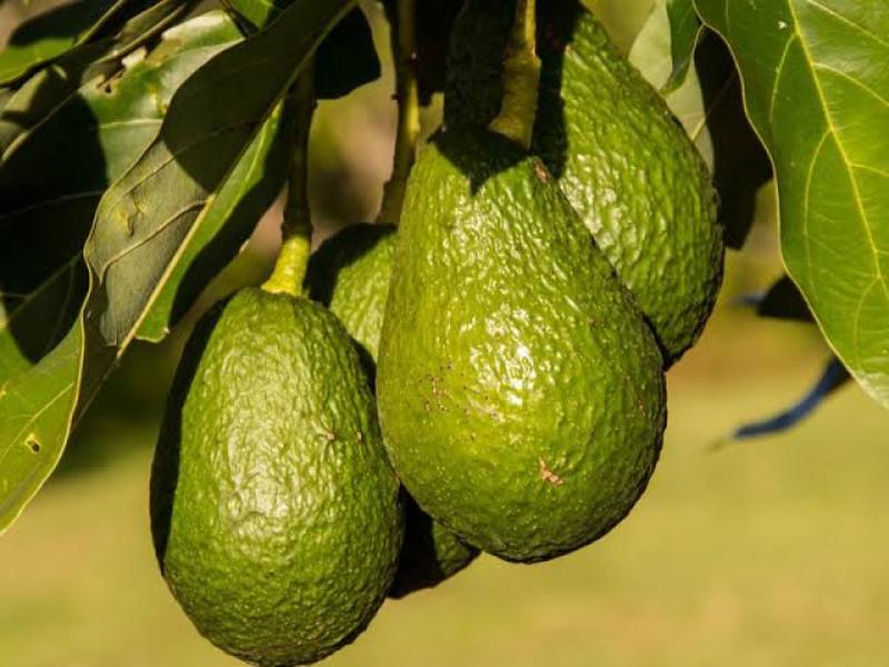 Detenida certificación de aguacate mexiquense para Estados Unidos