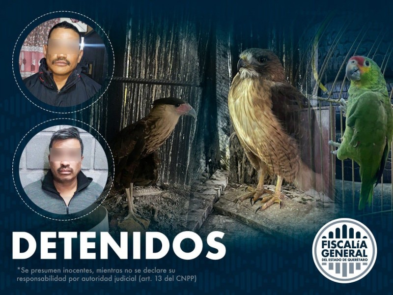 Detenidos con drogas y aves exóticas