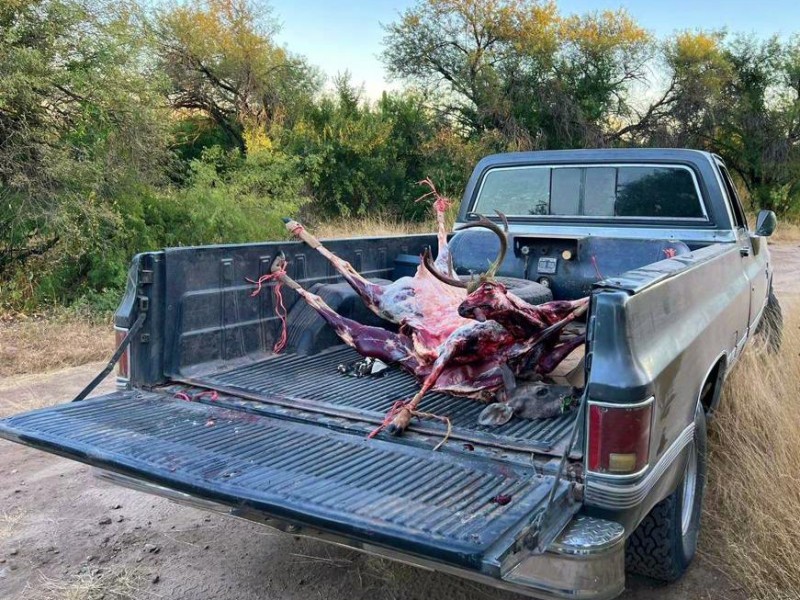 Detienen a cuatro hombres transportando a dos venados cola blanca