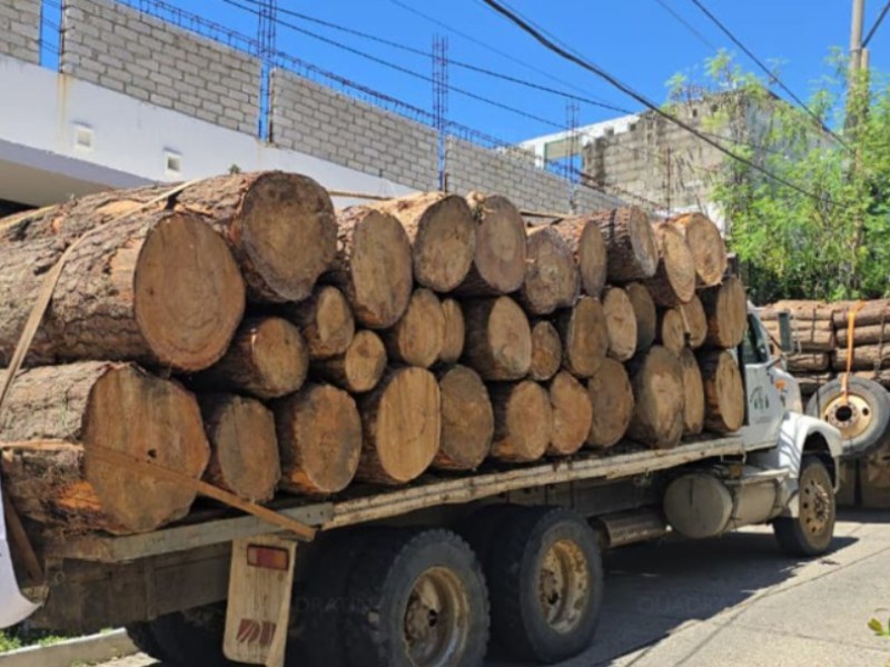 Detienen a dos por traslado ilegal de troncos de pino en Tecpan