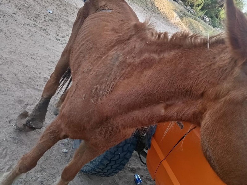 Detienen a hombre por maltrato animal