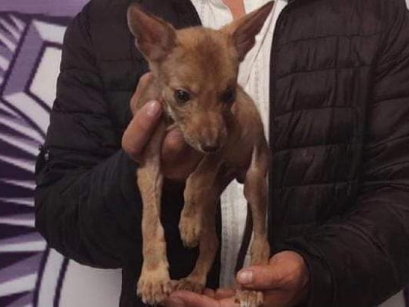 Detienen a masculino con coyote en colonia de Puebla