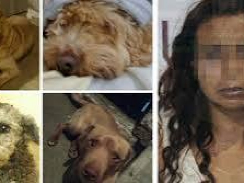 Detienen a mujer acusada de asesinar a perros en 2019