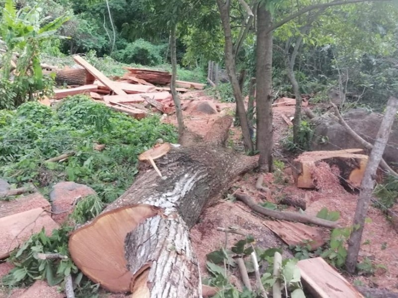 Detienen a presuntos ecocidas en Tonalá