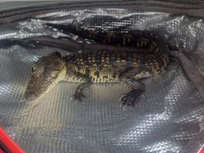 Detienen a sujeto en Querétaro por transportar especie protegida en una lonchera