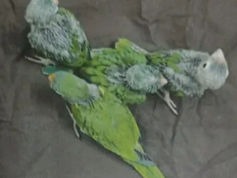 Detienen a sujeto por comercializar aves en peligro en BadeBa